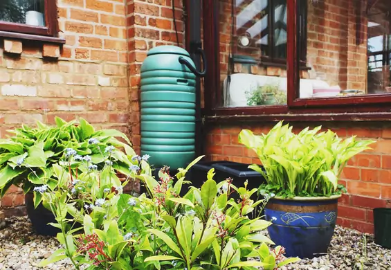 Zawalcz z suszą w domu i ogródku. Najlepsze sposoby na oszczędzanie wody
