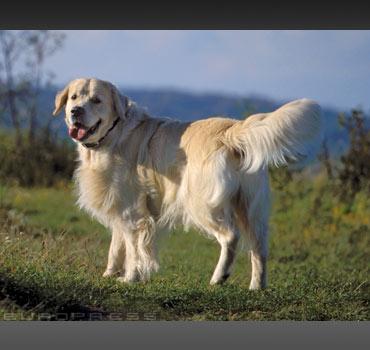 Nézd meg, a Golden Retriever hányadik a sorban!