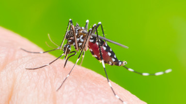 Zoolog: Chmary komarów to norma podczas wilgotnego lata. Pomóc mogą żaby
