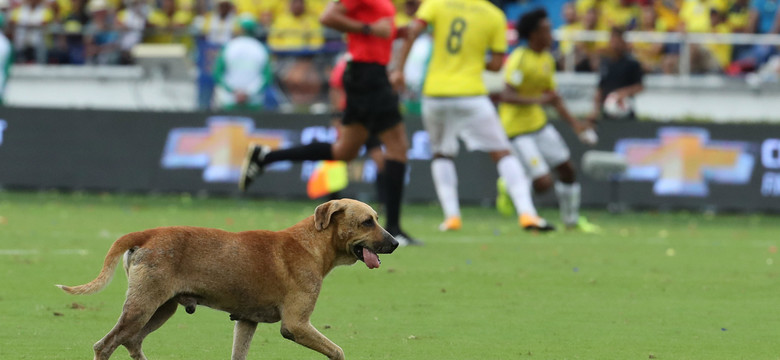 Wyjątkowy gość na murawie w meczu Brazylia - Kolumbia