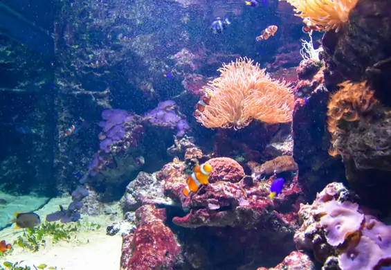 Porażka ekologów. Wielka Rafa Koralowa nie została uznana za zagrożoną