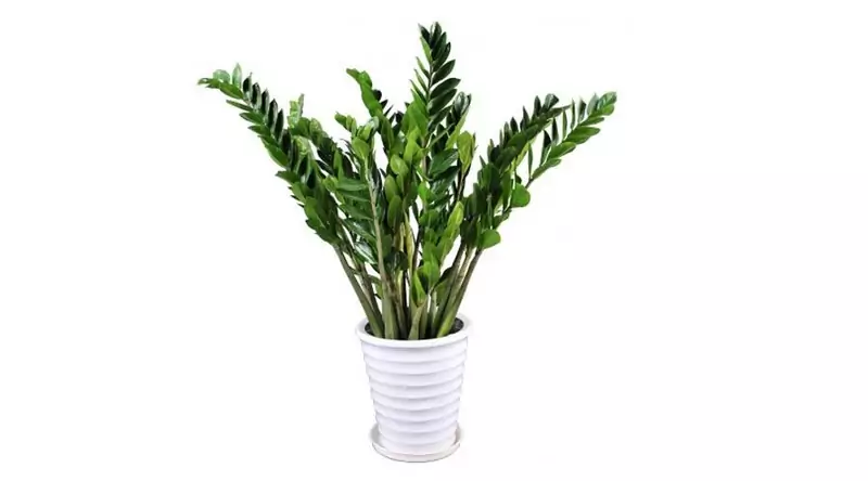 Zamioculcas