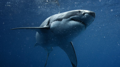 Meksyk: rekin zaatakował nurka. 19-latek nie żyje