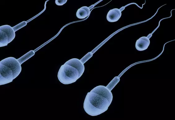 Od 40 lat spada liczba plemników w spermie. "Coś jest nie tak z kulą ziemską"