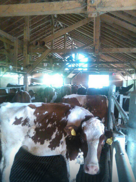 Danijela se u Švajcarskoj bavi - uzgojem krava
