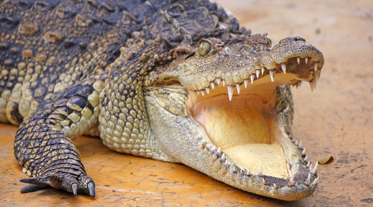 A krokodil nagymamája és testvérei mellől ragadta el a kislányt /Illusztráció: Northfoto