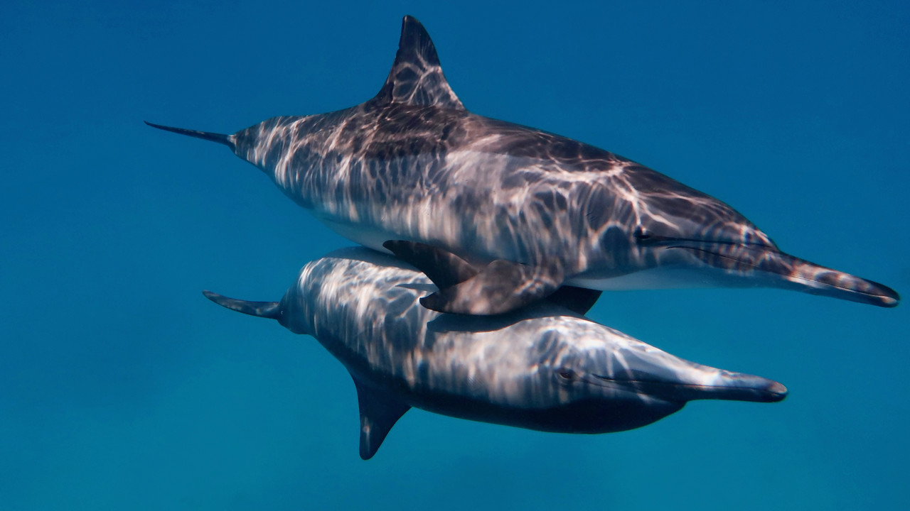 Zabójcze delfiny. USA i Rosja trenowały podwodnych asasynów. 