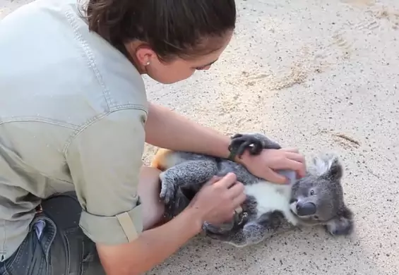 Ta koala uwielbia, kiedy drapie się ją po brzuszku. Zobacz urocze nagranie!