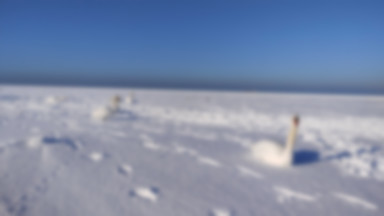 Rzadki widok nad morzem. Bałtyk zamarzł i pokrył się śniegiem [GALERIA]