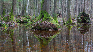 Puszcza Białowieska - ostatni pierwotny las Europy