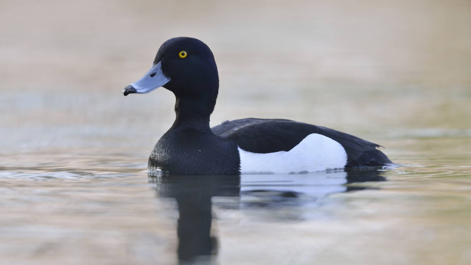 Fotka patke koja je postala viralna bez konkretnog razloga