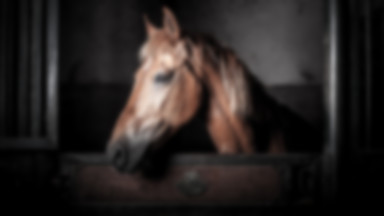 Francja: Ktoś bestialsko morduje konie. Policja bierze pod uwagę wątek z udziałem sekty