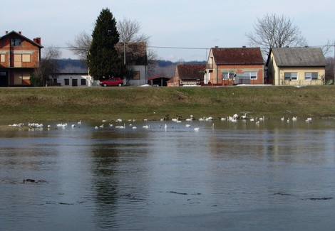 Labudovi uživaju u Savi