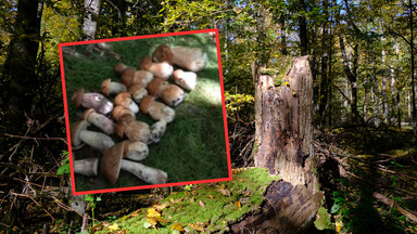Coraz więcej grzybów w polskich lasach. Eksperci apelują