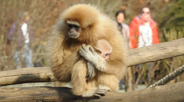 Gibbon bébi - Fotó: Nyíregyházi Állatpark