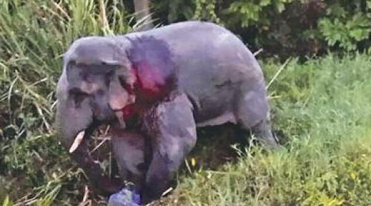Elefánttal ütköztek: hat ember meghalt