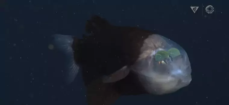 Niezwykłe nagranie z morskich głębin. Naukowcom udało się nagrać rybę z przezroczystą głową