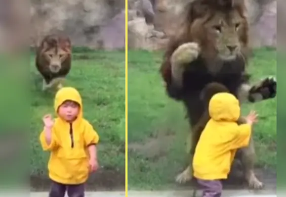 Chwile grozy w ZOO. Rozdrażniony lew rzucił się na dziecko