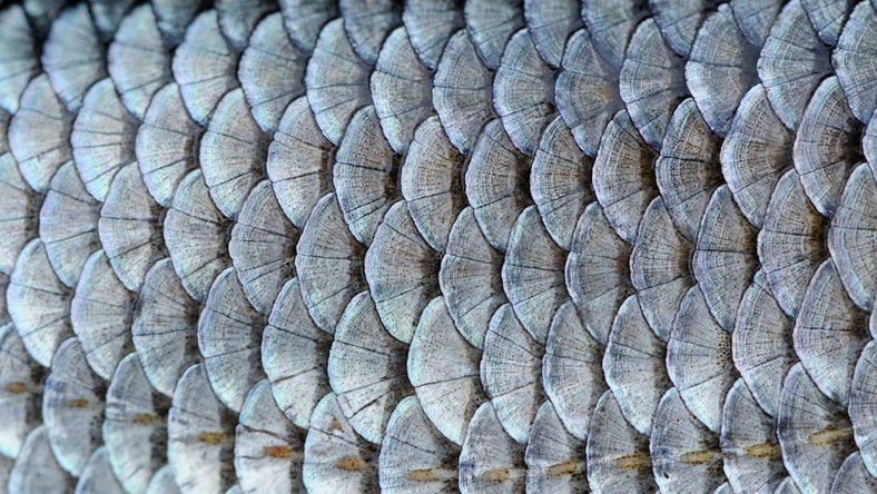 10 dziwnych i obrzydliwych składników, które znajdziesz w kosmetykach