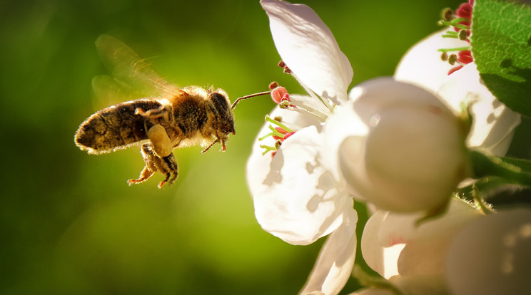 A rovarok fontosak, hiszen a növények beporzását is elvégzik / Fotó: iStock