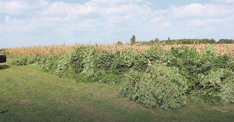 NJIVA: Seme za konoplju verovatno kupljeno u Holandiji