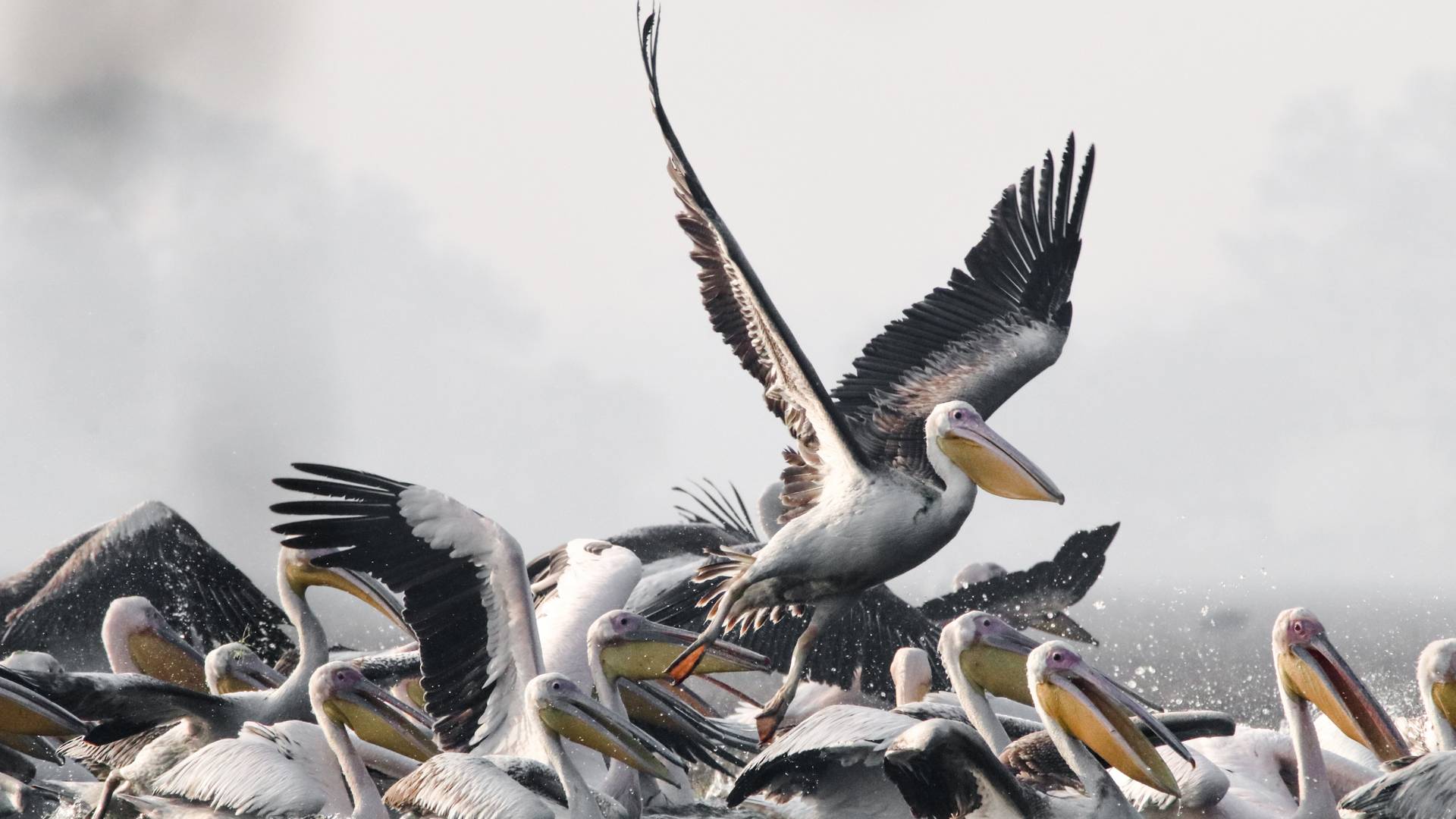 Pojavili su se pelikani na Dunavu posle 100 godina i to je najlepša vest dana