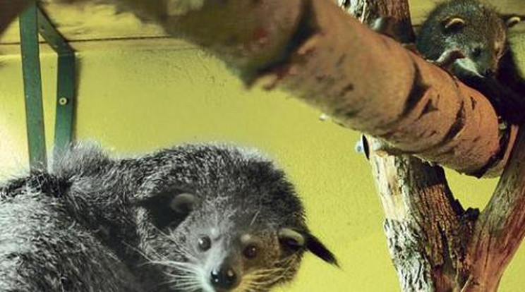 Két kölyke lett, pedig egyedül élt a binturong