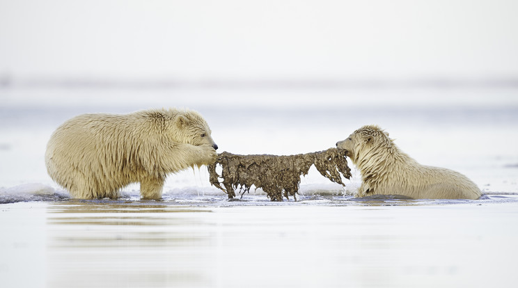 A két jegesmedvekölyök ugyanarra a bálnabőrre csapott le /Fotó: Northfoto