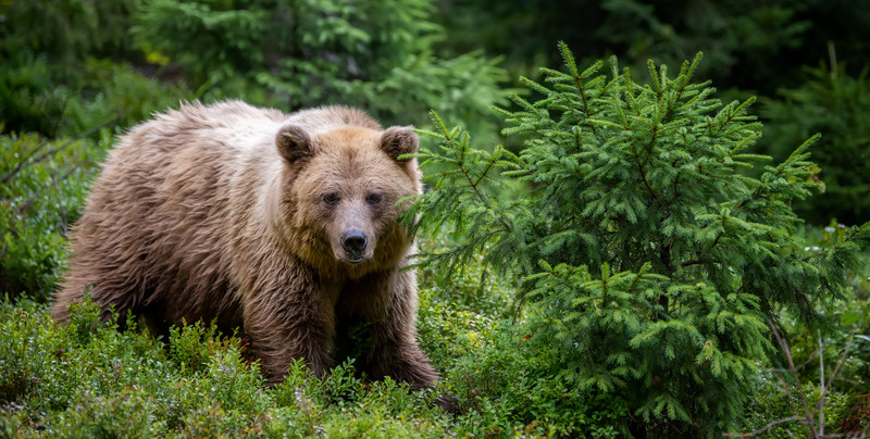 Wiosną turyści w Bieszczadach powinni uważać na niedźwiedzie