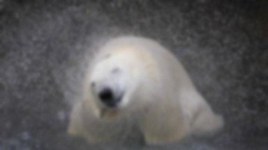 Jedna czwarta pożywienia niedźwiedzi polarnych to plastik