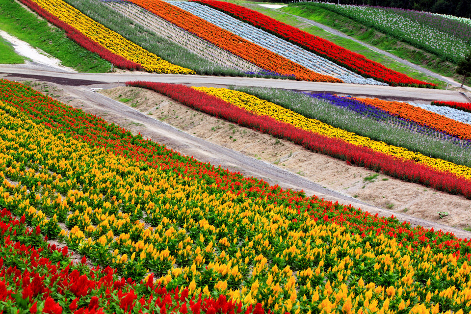 Uprawy kwiatów na Hokkaido, Japonia