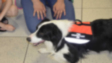 Na krakowskim lotnisku podróżnych uspokaja... pies