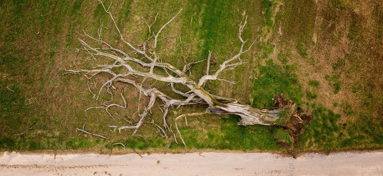 Runęło jedno z najpopularniejszych drzew w Polsce. "Bardzo smutny obrazek"