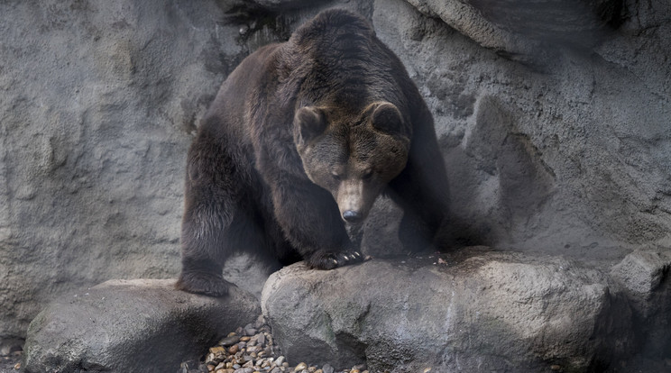 Balu, a 11 éves barna medve hiába lépett ki barlangjából, nem látta meg az árnyékát, így hamarosan vége a télnek /Fotó: MTI - Mónus Márton