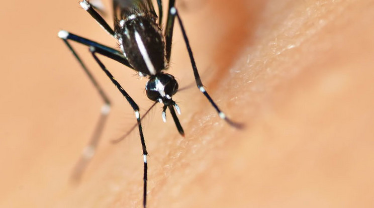 Jócskán elszaporodtak a vírust terjesztő szúnyogok / Fotó: Northfoto