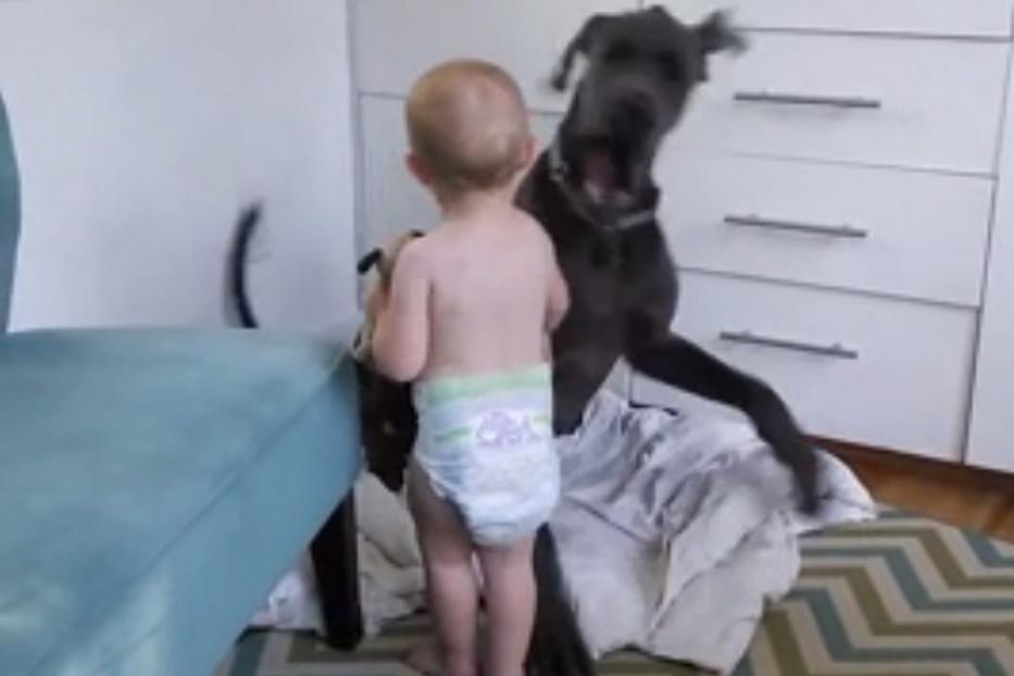 Ilyen, amikor egy pelenkás baba megmutatja a hatalmas kutyának, ki a főnök