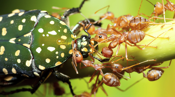 A hangyák egymást segítve vonszolják be a bogarat a várba. A ligeti kéreghangya (Temnothorax albipennis) persze jóval kisebb mérető  A kéreghangya (Temnothorax) a hangyák (Formicidae) családjában a bütyköshangyaformák (Myrmicinae) alcsaládba sorolt szívhangyarokonúak (Crematogastrini) nemzetségének egyik neme több mint háromszáz fajjal. A legtöbb faj bolyait kevesen lakják; van, hogy csak néhány tucat egyed. Épp ezért a boly rendkívül kis helyen elfér: gyakran gallyacskában vagy gubacsban rendezik be. / Fotó: Getty Images