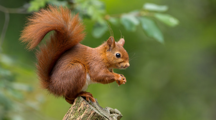 Fán ugráló mókusnak sz8urkoltak a norvégok / Fotó: Shutterstock