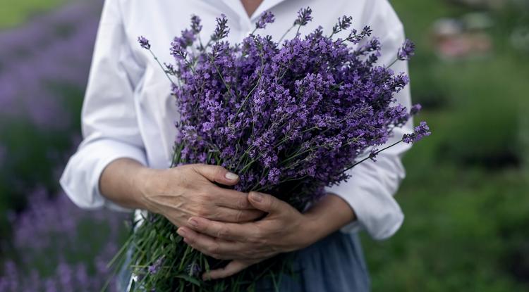 Gondozd így a levendulád és rengeteg virág lesz rajta Fotó: Getty Images