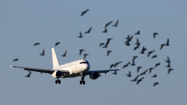 Co się dzieje, gdy samolot zderza się z ptakiem? To może oznaczać poważne kłopoty
