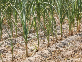 Od miesięcy w kraju panującą suszę najdotkliwiej odczuwają rolnicy m.in. w województwie lubuskim. Czy dopłaty za suszą okażą się wystarczającym wsparciem?