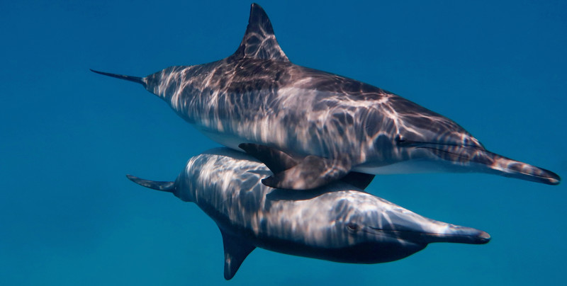 Zabójcze delfiny. USA i Rosja trenowały podwodnych asasynów