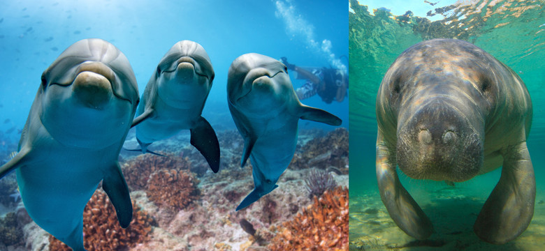 Delfiny "zachowują się jak chamy". Brutalne ataki na małe manaty
