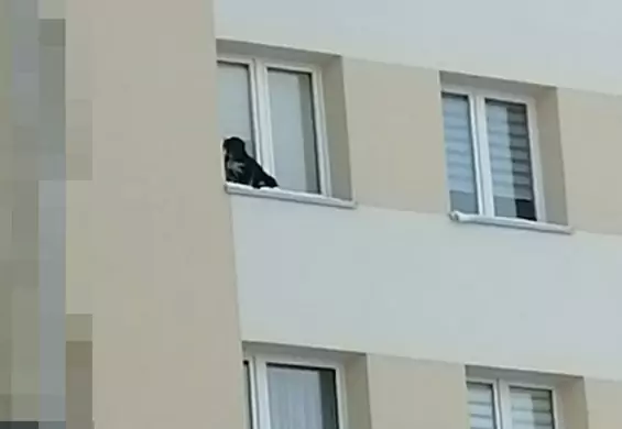 Wystawił psa na parapet na 9. piętrze i zamknął okno. Teraz pójdzie do więzienia