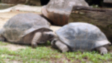 Żółw z Galápagos ocalony