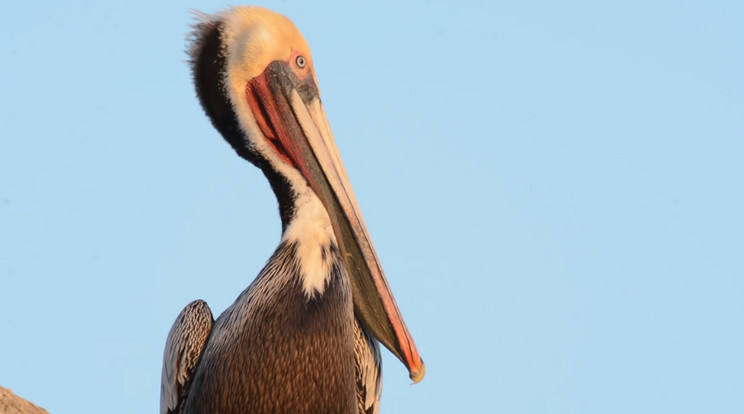 Egy ásítozó pelikán igenis félelmetes