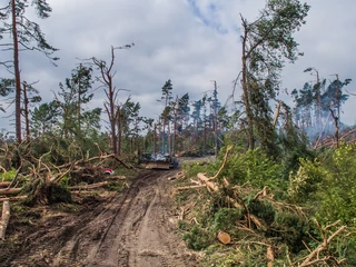 Widok na zniszczony las w okolicy miejscowości Rytel