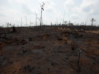 Spalony las w Amazonii, w brazylijskim regionie Rondonia