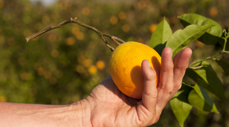 Tönkremennek a narancsültetvények /Illusztráció: Northfoto
