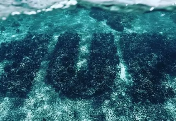 Pierwsze podwodne graffiti ma pomóc w odbudowaniu rafy koralowej
